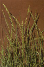 rye grass allergy
