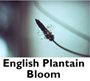 English Plantain Bloom