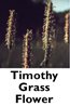 Timothy Grass Flower