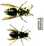 Stinging Insect Allergy