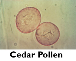 Cedar Pollen