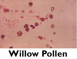 Willow Pollen