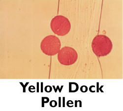 Yellow Duck Pollen