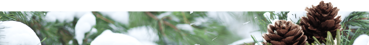 Close-up of pine tree branches in Winter