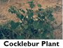 Cocklebur Plant