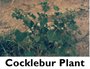 Cocklebur Plant
