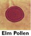 Elm Pollen