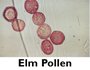 Elm Pollen