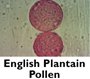 English Plantain Pollen