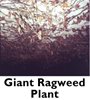 Giant Ragweed Plant