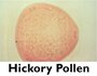 Hickory Pollen