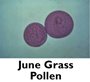 June Grass Pollen