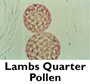 Lambs Quarter Pollen