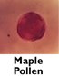 Maple Pollen