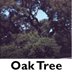 Oak Tree