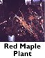 Red Maple Plant