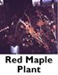 Red Maple