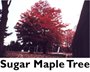 Sugar Maple Tree