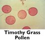 Timothy Grass Pollen