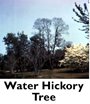 Water Hickory Tree