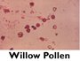 Willow Pollen