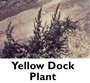 Yello Dock Plant