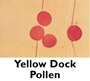Yellow Dock Pollen