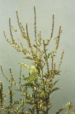Short Ragweed (young)