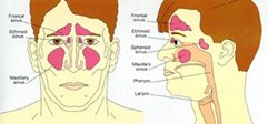 adult sinus anatomy (coronal and sagittal views)