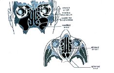 sinus anatomy (coronal and axial views)