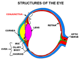 Eye Allergy