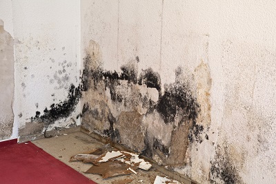 Toxic Mold