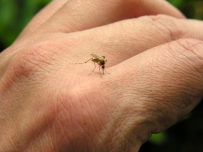 Mosquito bite reactions