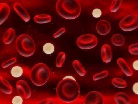 Células que protegen: linfocitos, granulocitos, neutrófilos y monocitos/macrófagos