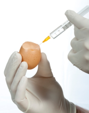La alergia al huevo y la vacuna contra la gripe