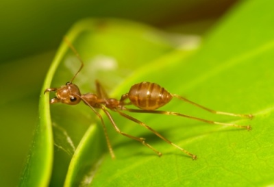 Alergia a las hormigas de fuego