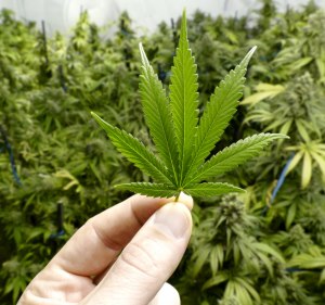 Alergia a la marihuana cannabis