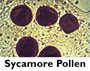 Sycamore Pollen