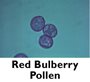 Red Bulberry Pollen