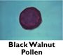 Black Walnut Pollen