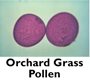 Orchard Grass Pollen