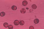 Maple Pollen