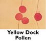 Yellow Duck Pollen