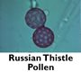 Russian Thistle Pollen