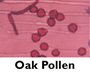 Oak Pollen