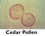 Cedar Pollen
