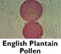 English Plantain Pollen