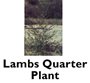 Lambs Quarter Plant